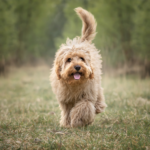 cavapoo running in a field